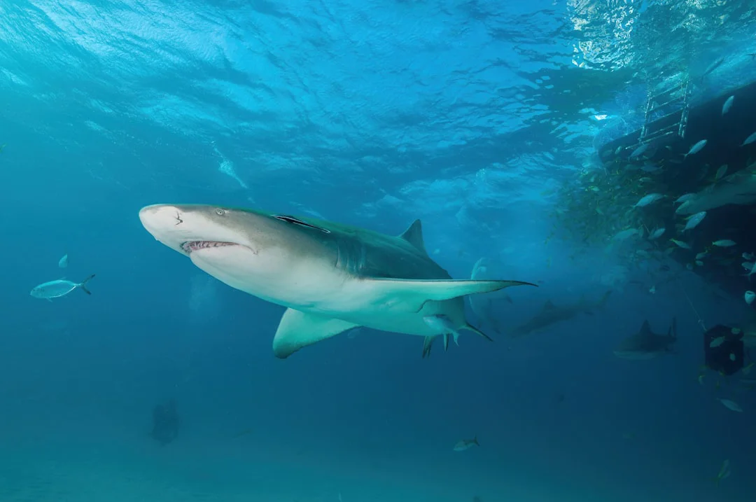 Bahamas, Tiger Beach: tiburón tigre sin jaula y sin gancho