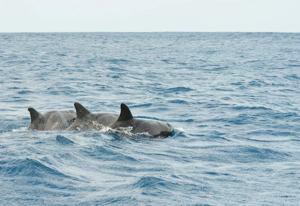 Cabo Verde, Boa Vista: tiburones limón juveniles y aguas atlánticas