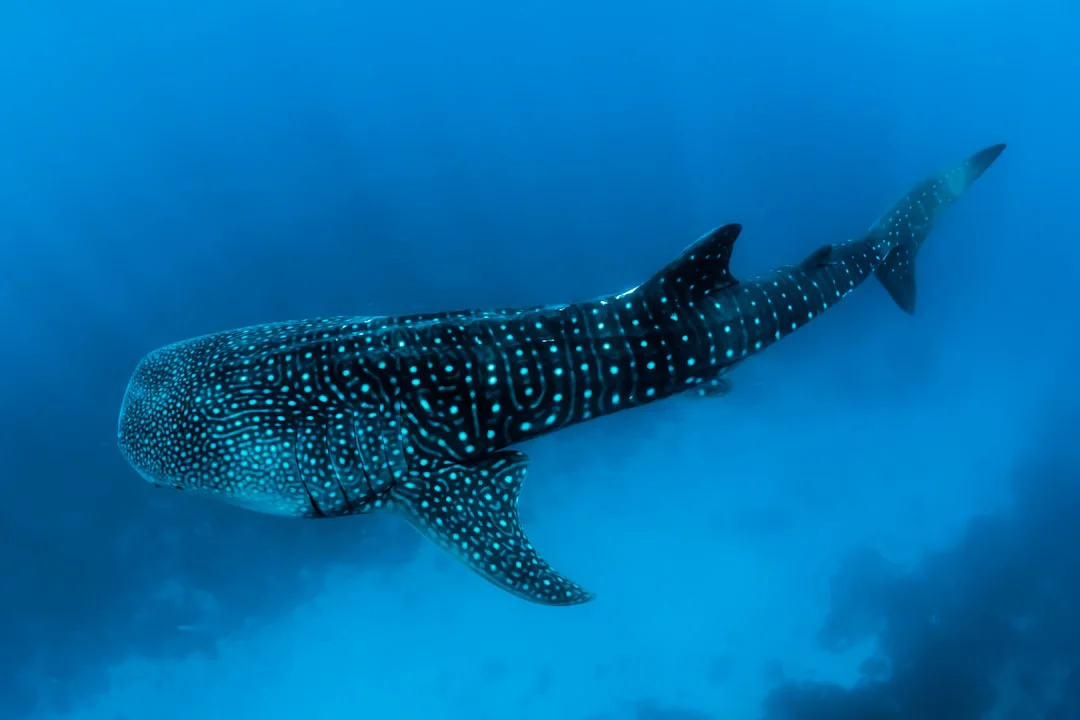 Tiburón ballena: cómo distinguir un macho de una hembra y dónde verlos