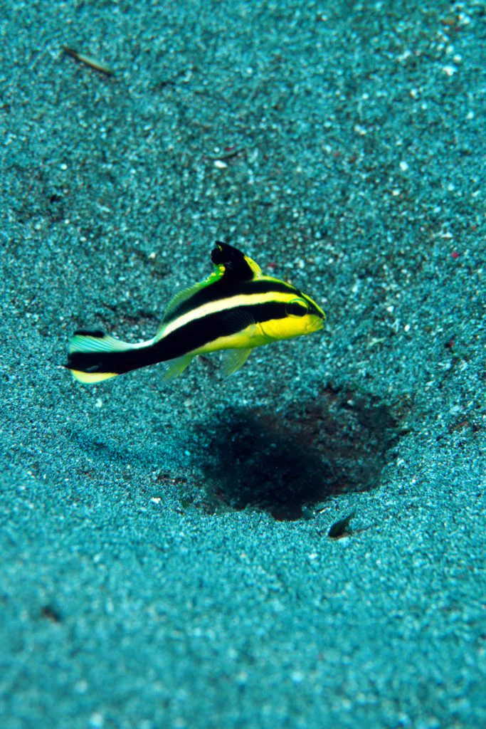 Divemaster