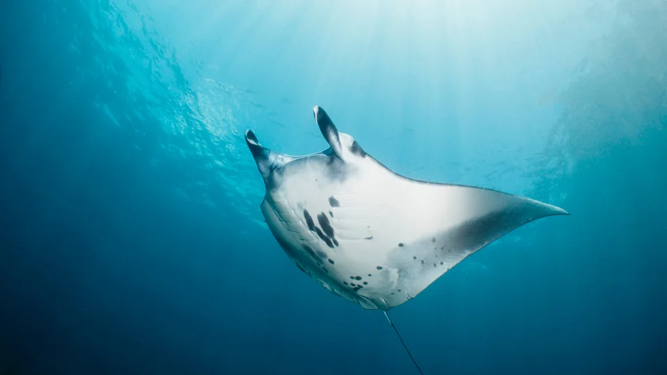 Rescue Diver